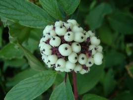 Cornus alba
